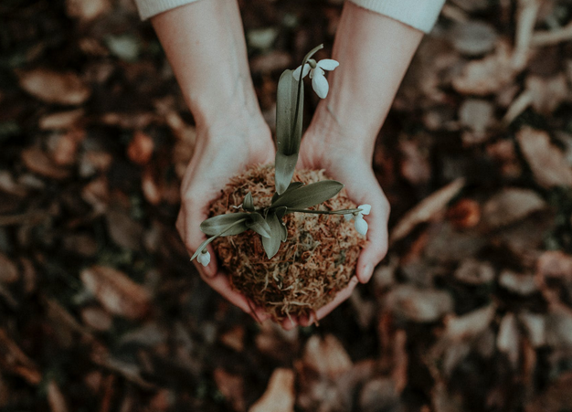 soil