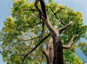 big tree